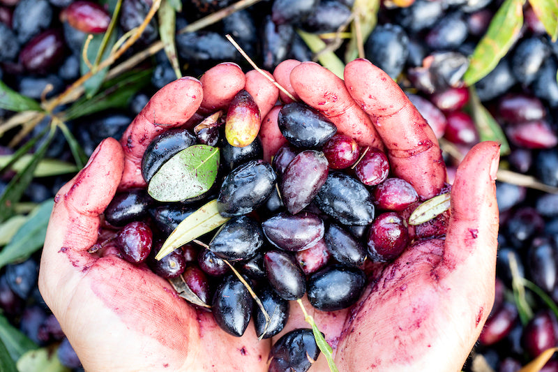 On vous emmène en Grèce avec KALIOS !